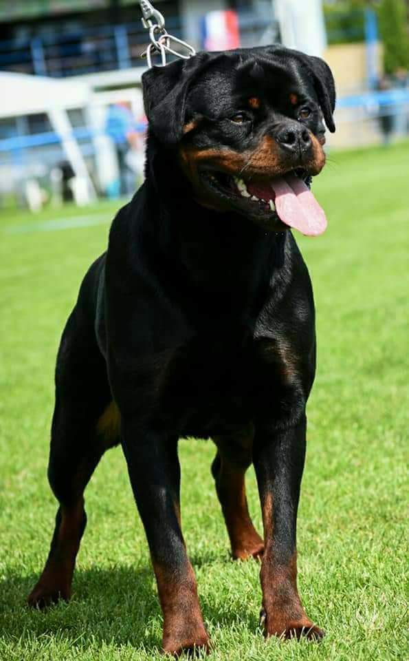 Rottweiler Bia, image 2