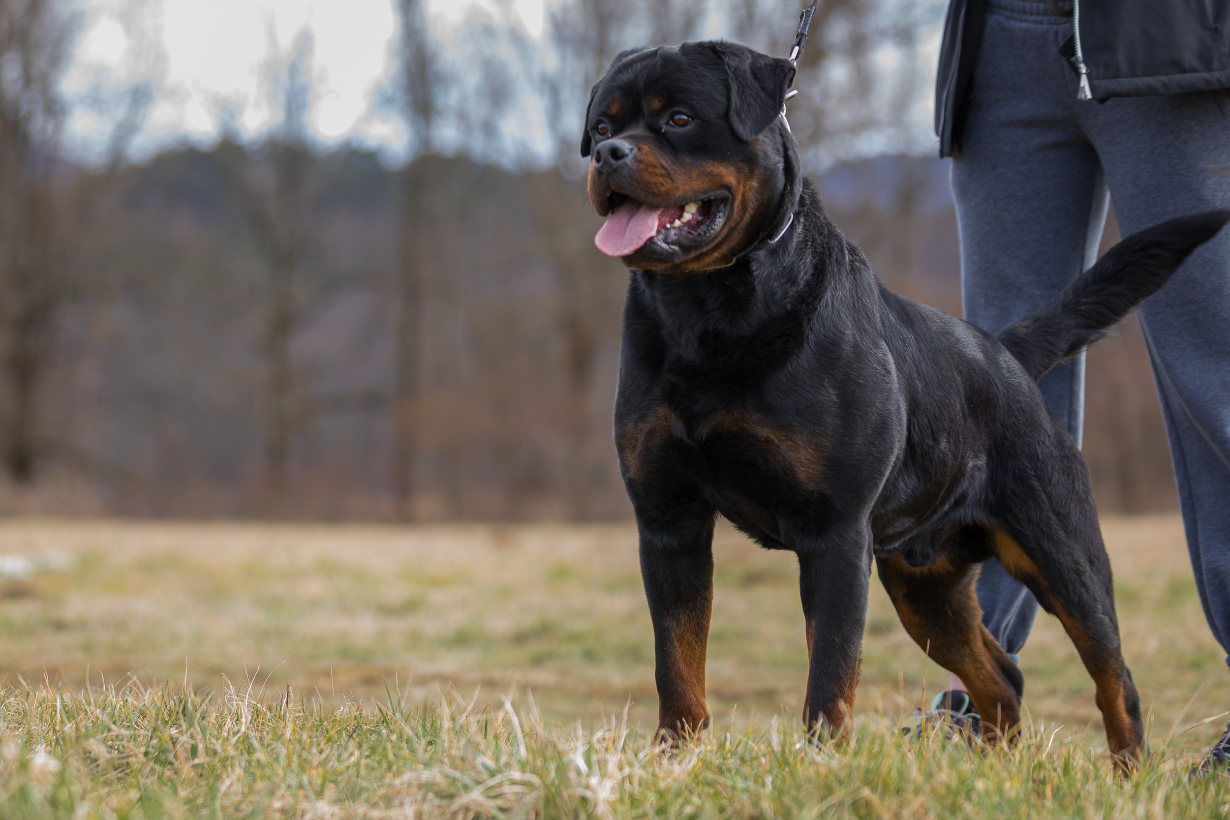 image of the dog Eboran