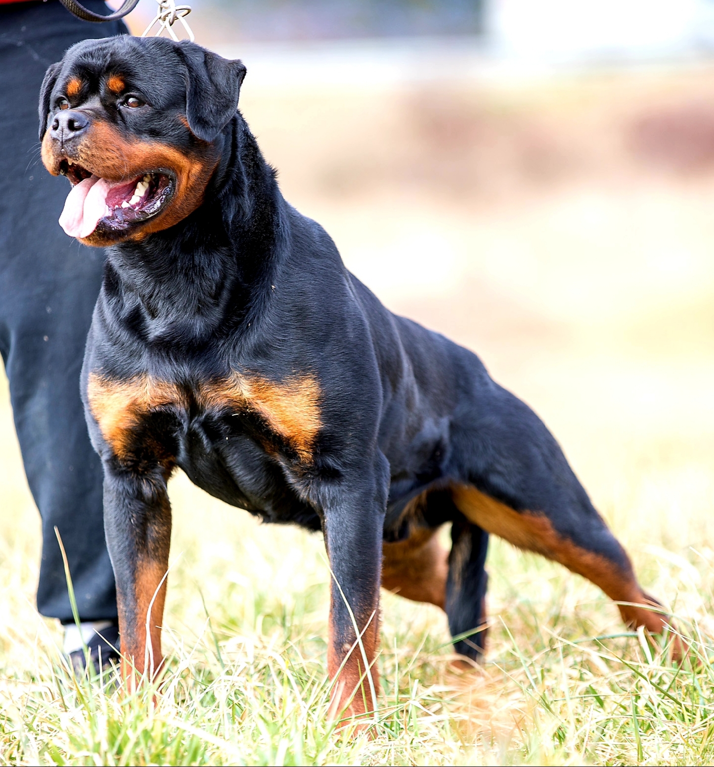image of the Rottweiler dog Enrique
