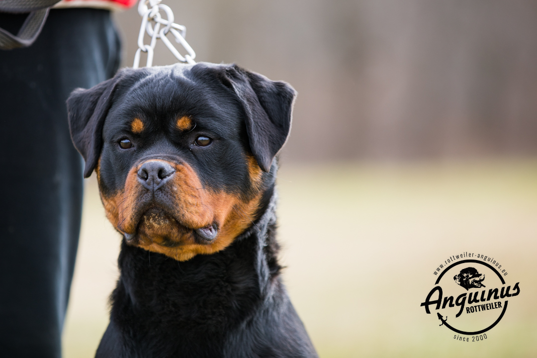 image of the dog Foa