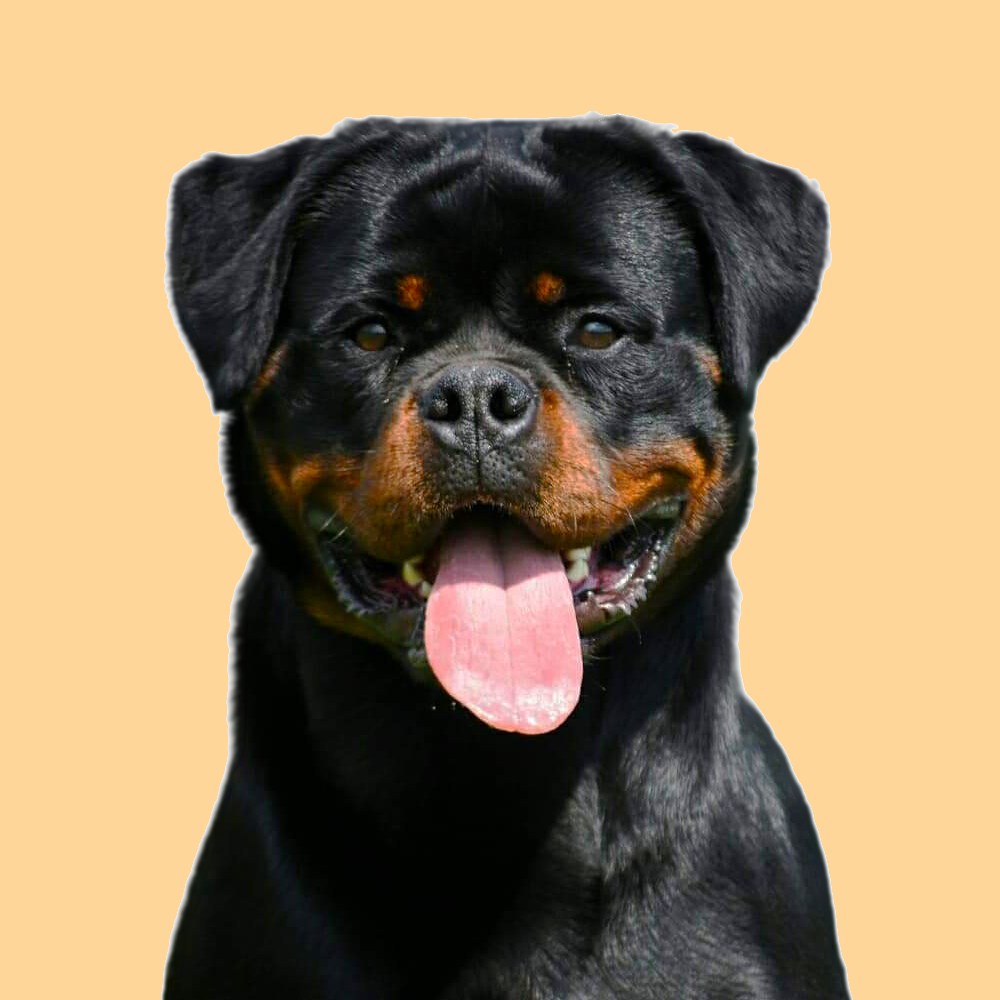 profile of the dog Bia