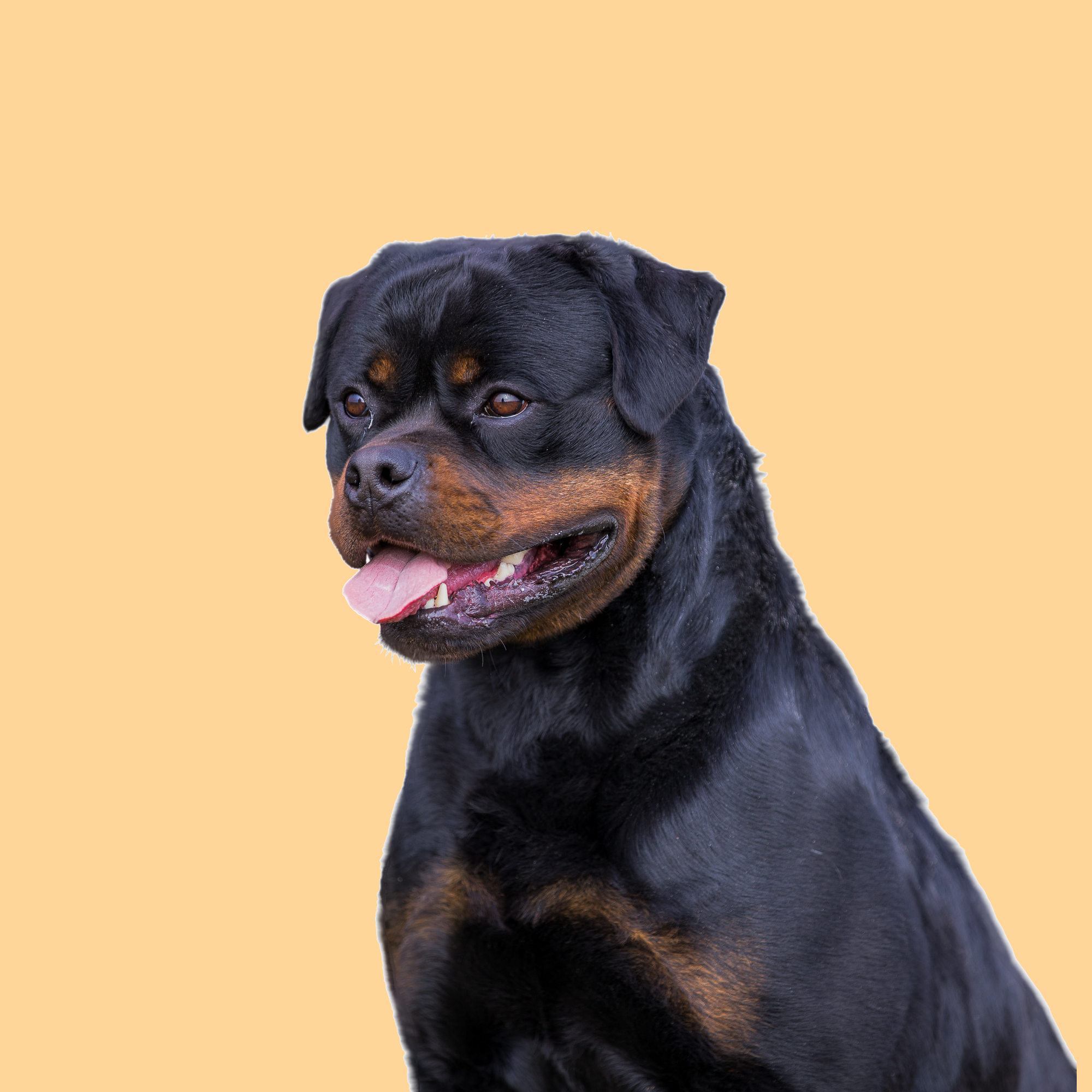 profile of the dog Eboran