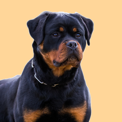 profile of the dog Foa