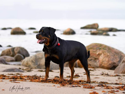 image of the Rottweiler dog Dakota