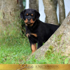image of the Rottweiler dog Dakota