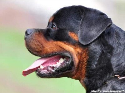 image of the Rottweiler dog Erasmus