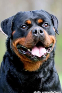image of the Rottweiler dog Erasmus