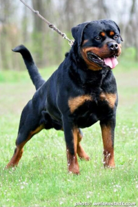 image of the Rottweiler dog Erasmus
