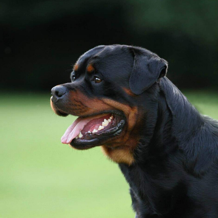 image of the Rottweiler dog Osare
